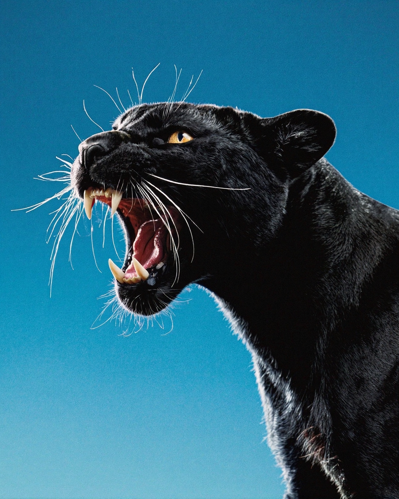 AI Image Upscale Example - Before