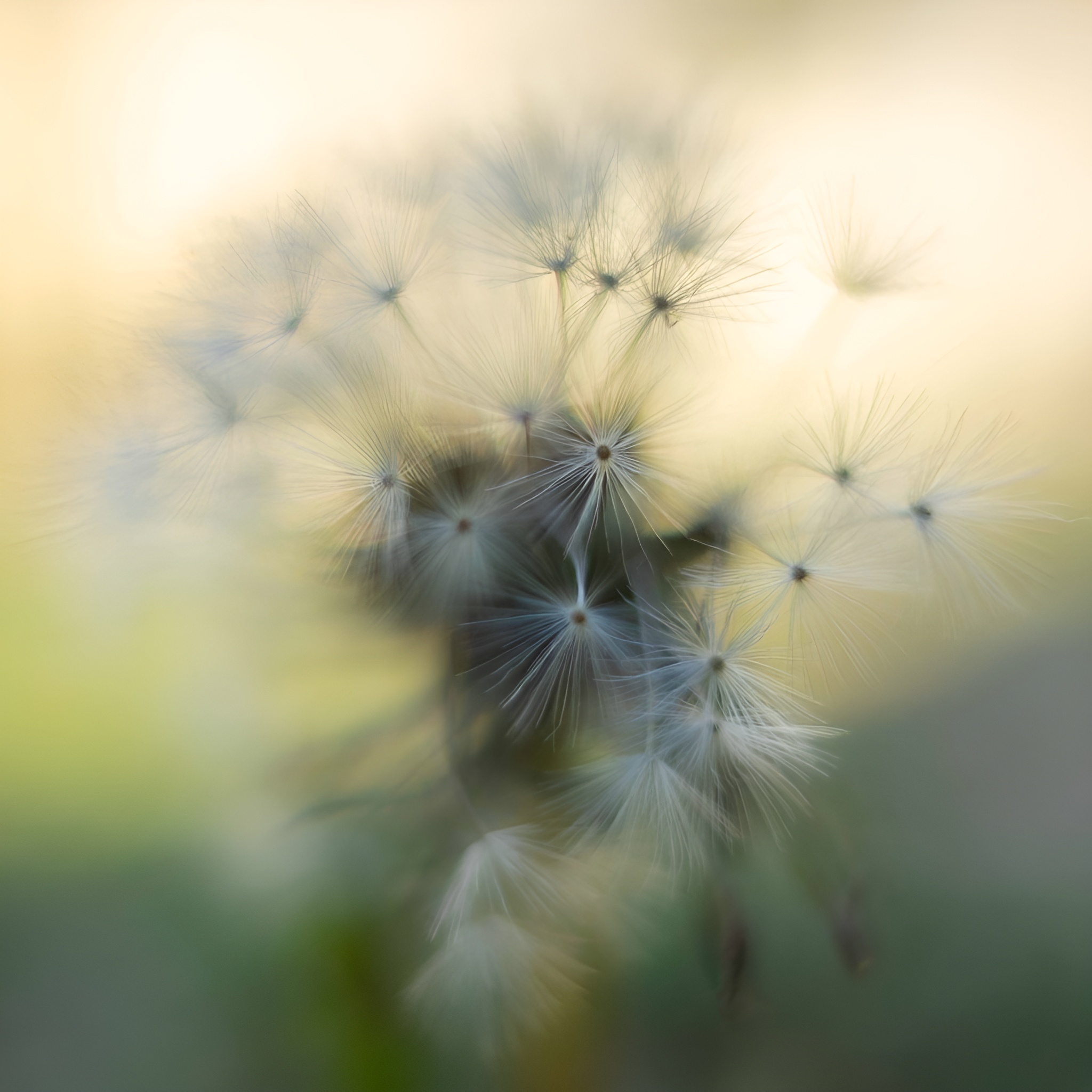 Product Images That Convert Better - After