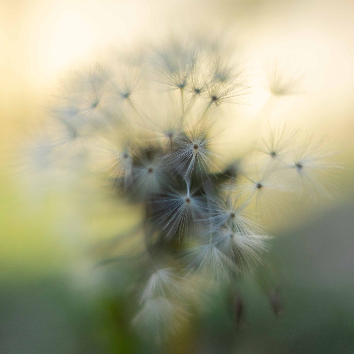 Product Images That Convert Better - Before